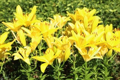 Beautiful bright yellow lilies growing at flower field