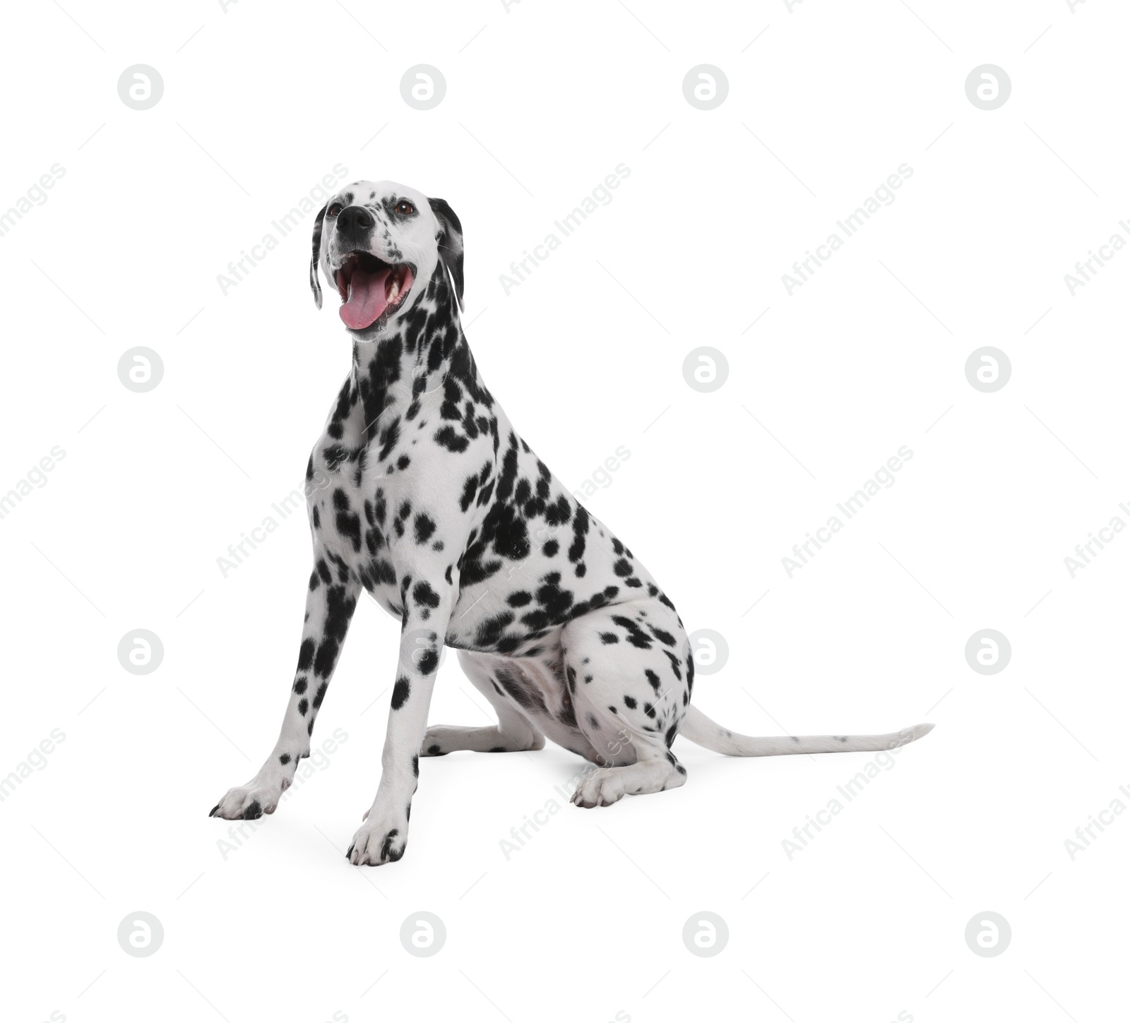 Photo of Adorable Dalmatian dog on white background. Lovely pet