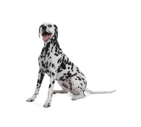 Photo of Adorable Dalmatian dog on white background. Lovely pet