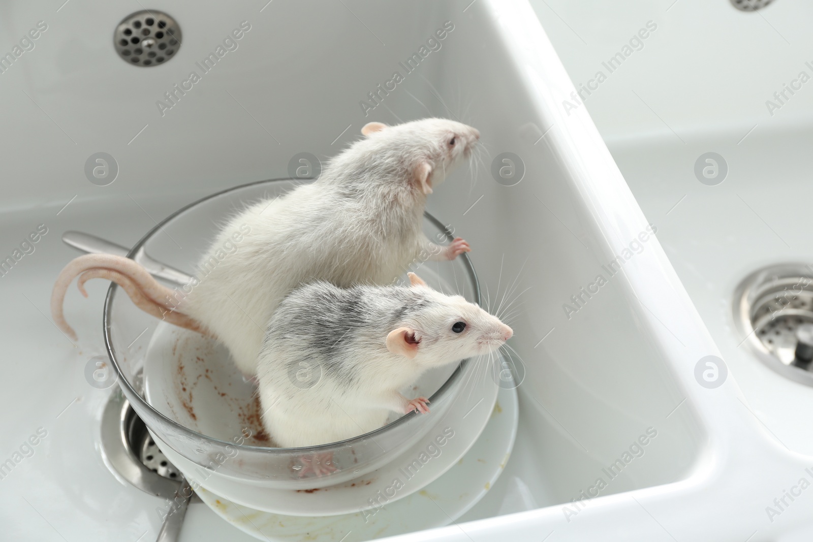 Photo of Rats and dirty dishes in kitchen sink. Pest control