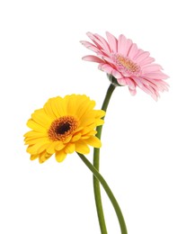 Image of Beautiful yellow and pink gerbera flowers isolated on white