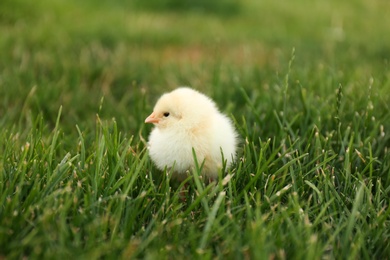 Photo of Cute fluffy baby chicken on green grass. Farm animal