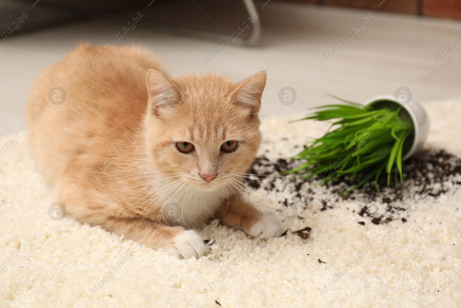 Photo of Cute ginger cat near overturned houseplant on carpet at home