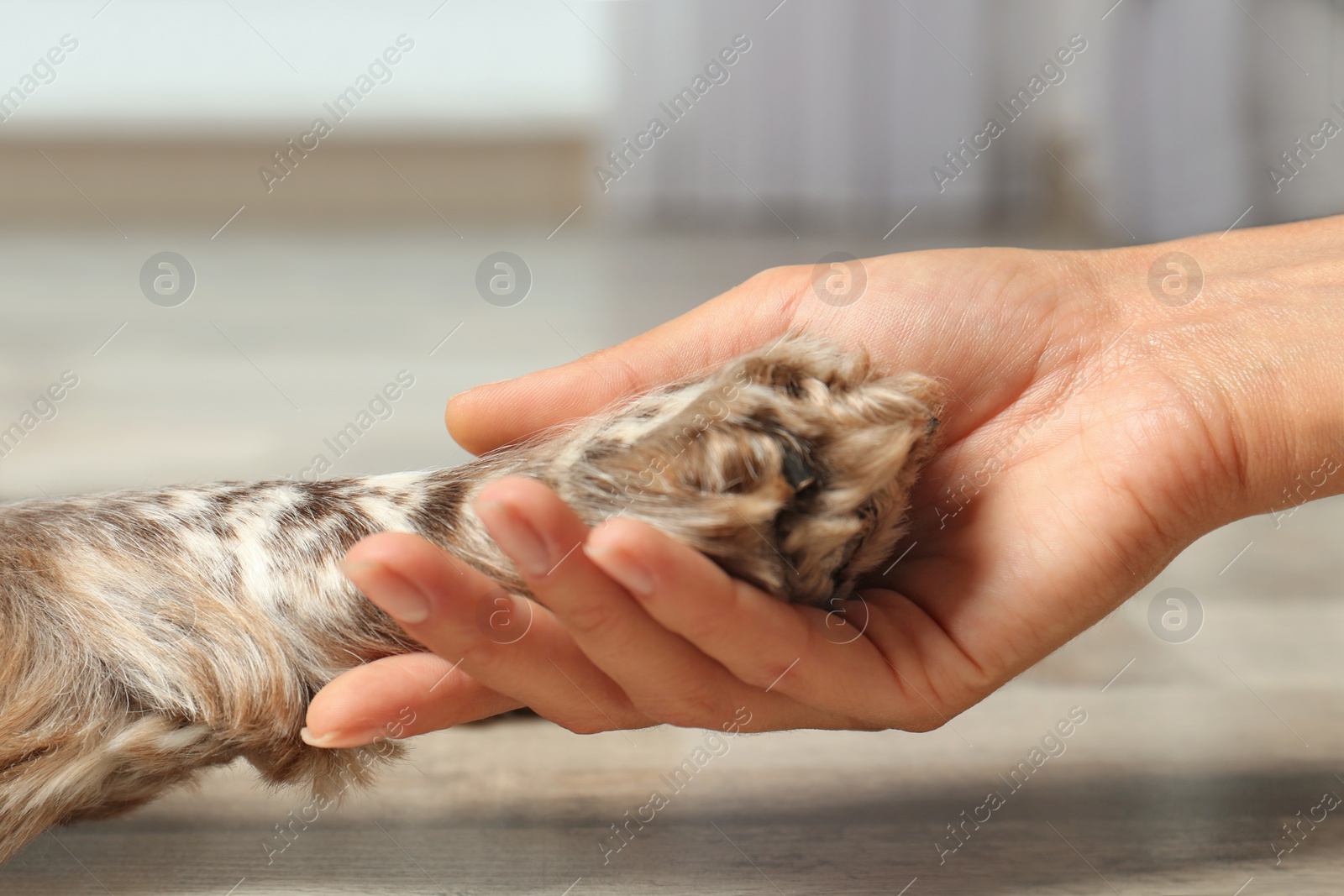 Photo of Woman holding dog's paw indoors, closeup view