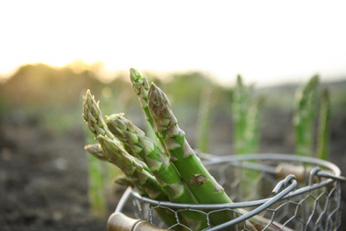 Photo of Metal basket with fresh asparagus outdoors, closeup