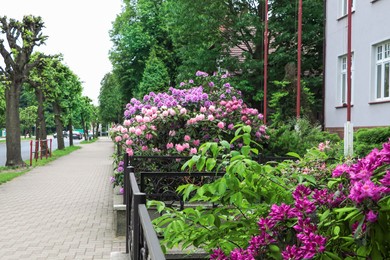 Photo of Beautiful blooming rhododendrons behind metal fence in city. Gardening and landscaping