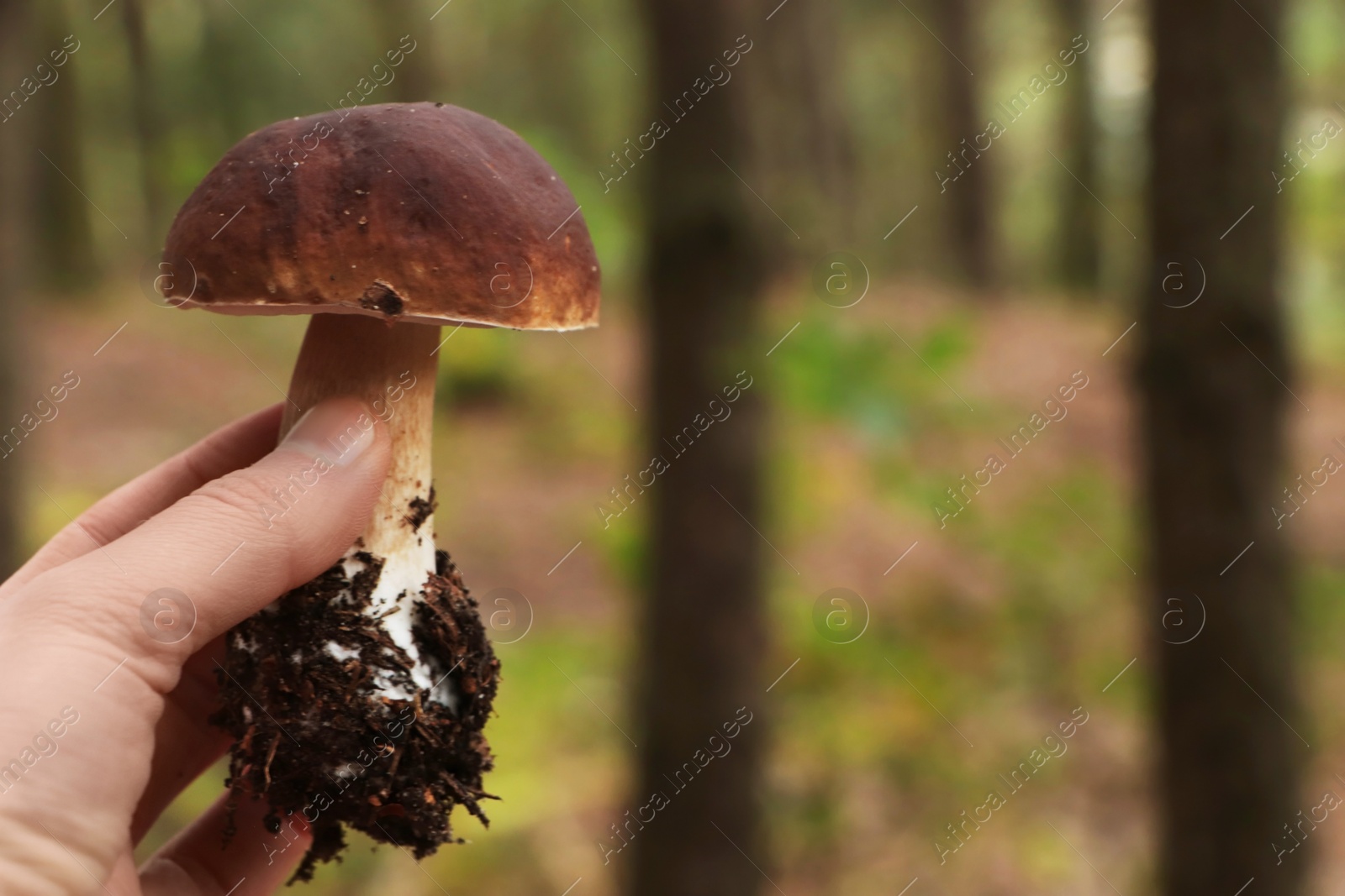 Photo of Woman holding beautiful mushroom in forest, closeup. Space for text