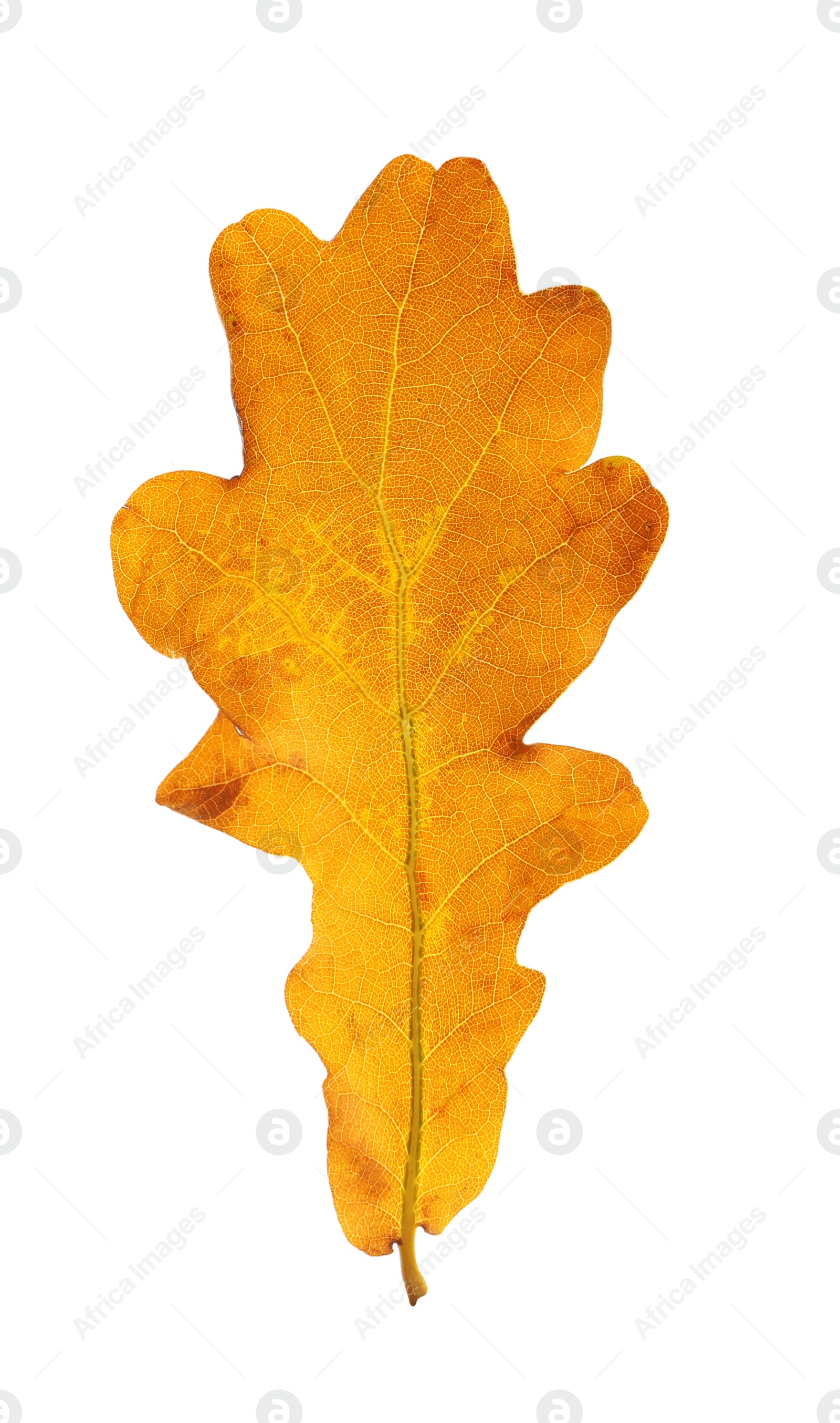 Photo of Beautiful autumn leaf on white background. Fall foliage