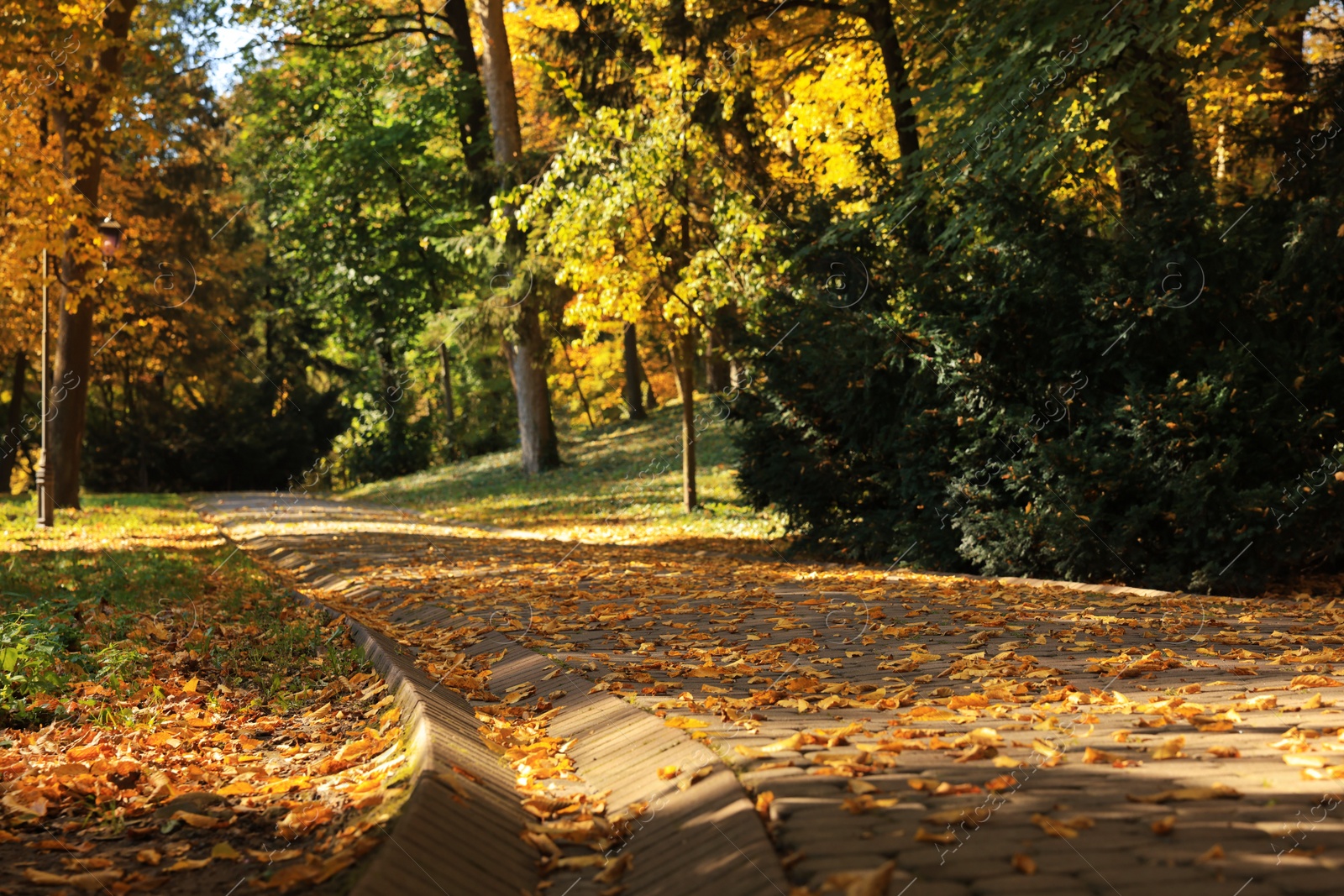 Photo of Pathway, fallen leaves and trees in beautiful park on autumn day