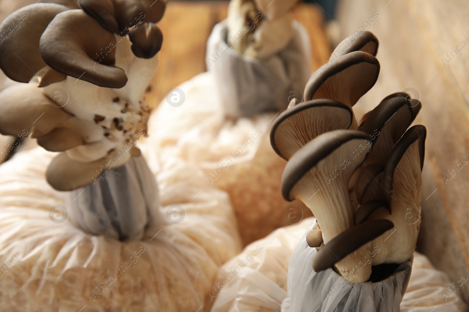 Photo of Oyster mushrooms growing in sawdust, closeup. Cultivation of fungi