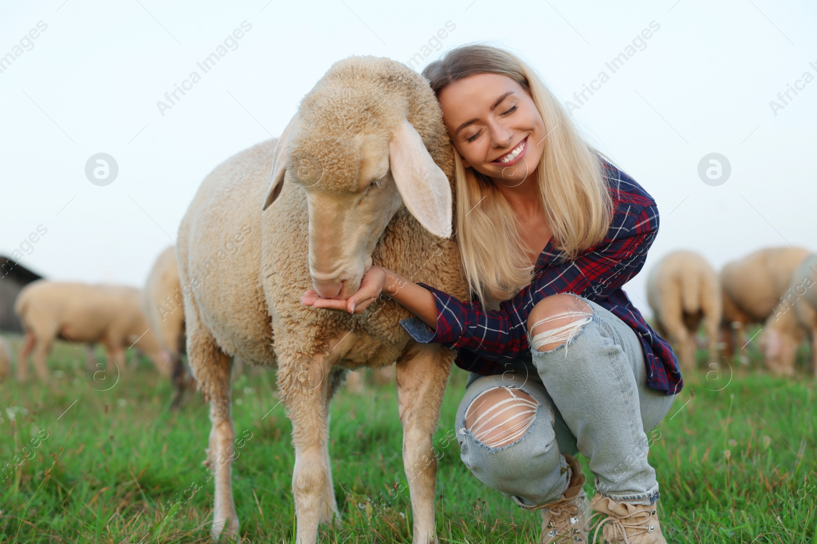 Photo of Smiling woman feeding cute sheep on pasture. Farm animals