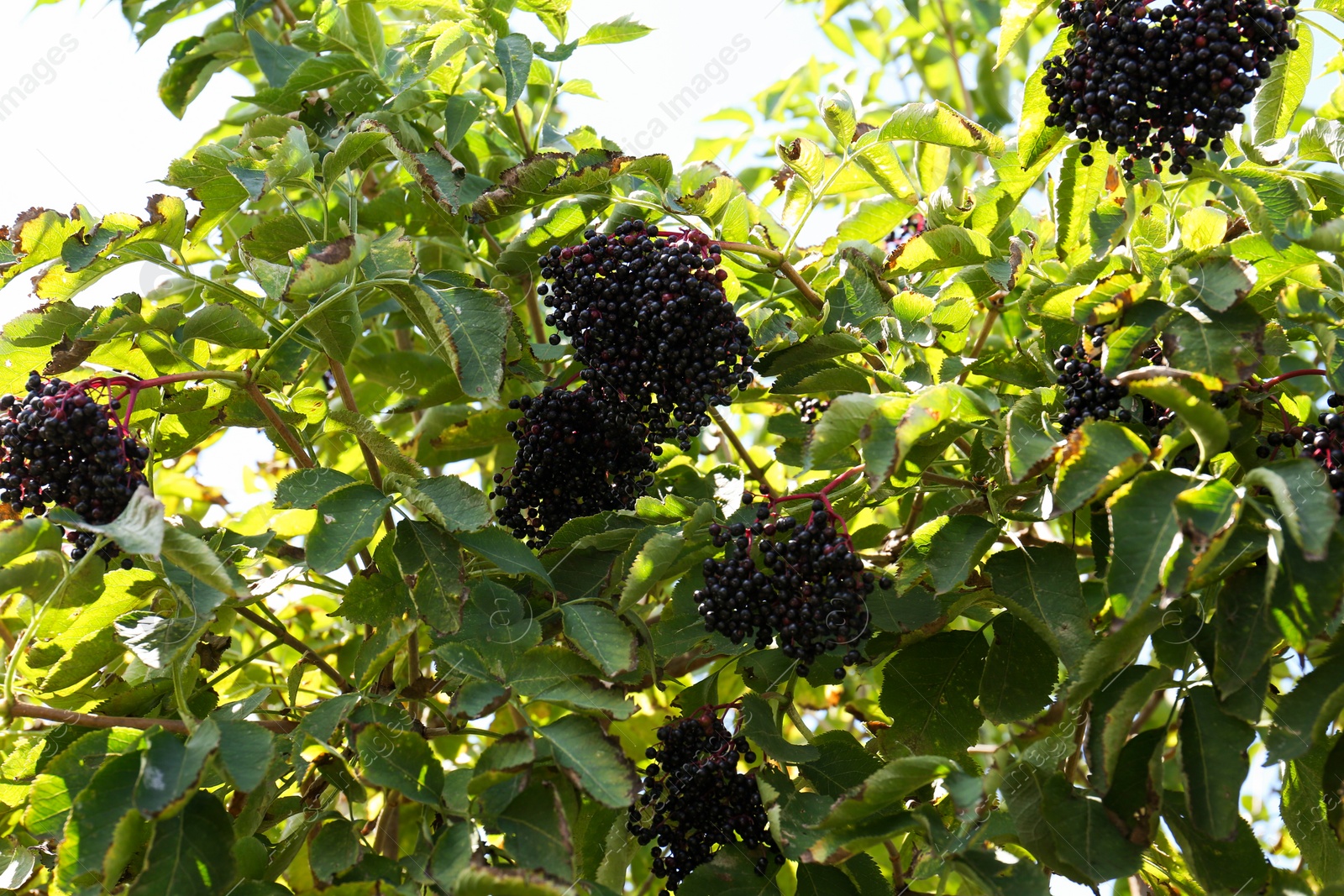 Photo of Tasty elderberries (Sambucus) growing on bush outdoors