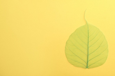 Photo of Beautiful decorative skeleton leaf and space for text on color background, top view