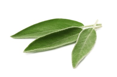 Fresh green sage leaves isolated on white