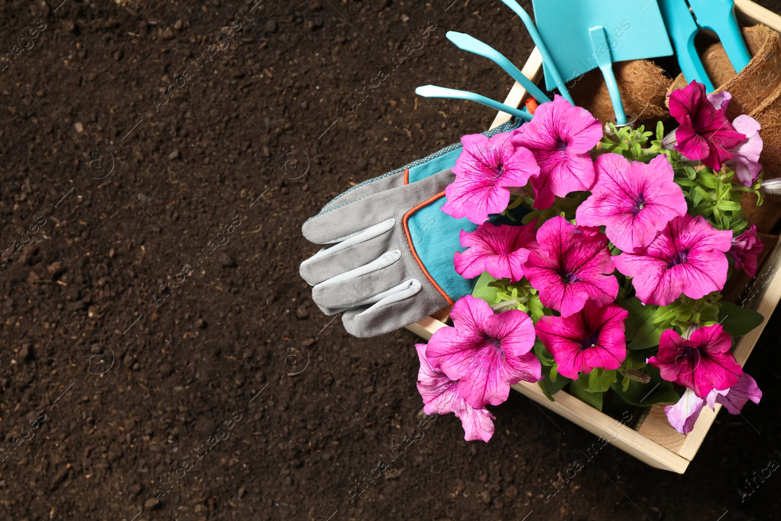 Photo of Gardening equipment and flower on soil, top view. Space for text