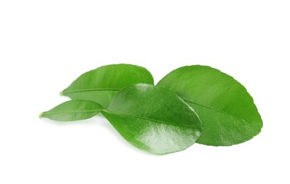 Green leaves of bergamot fruit on white background