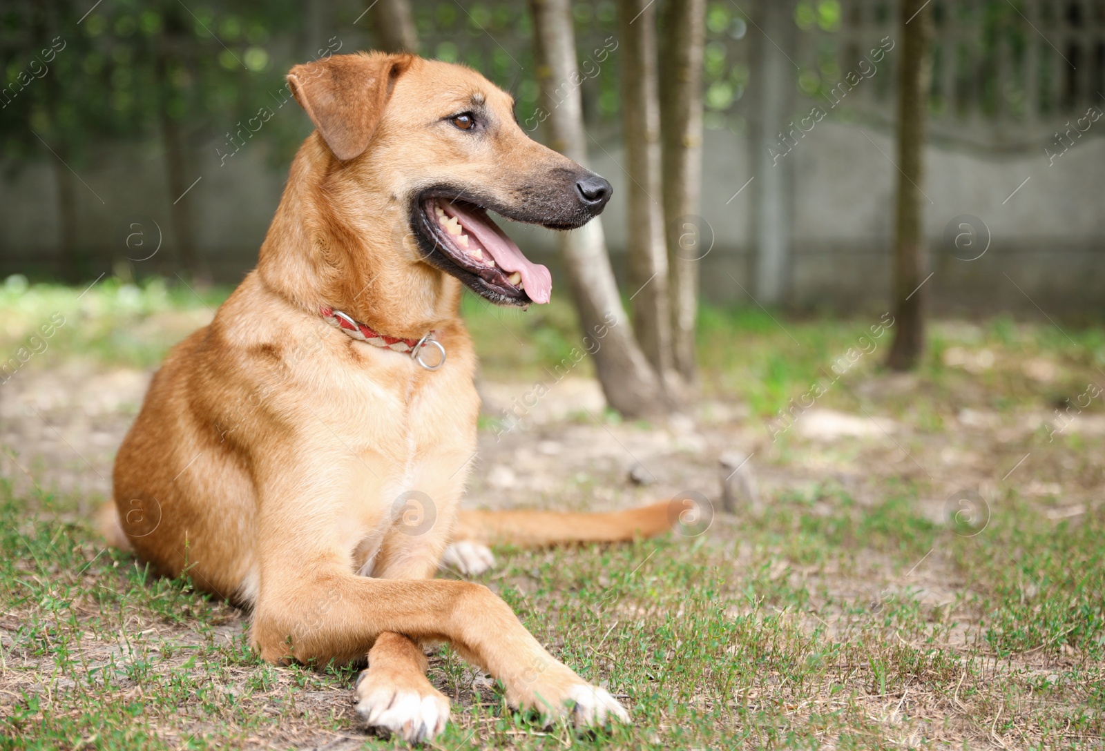 Photo of Homeless dog at animal shelter outdoors. Concept of volunteering