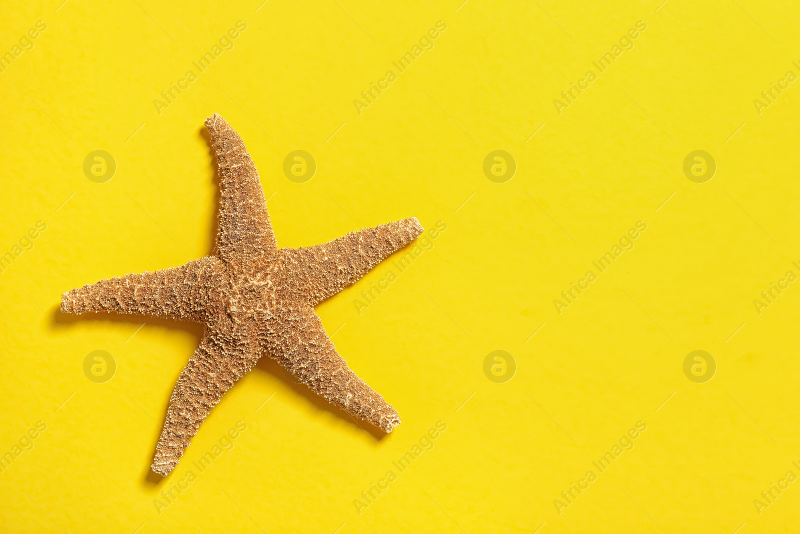 Photo of Beautiful starfish on color background, top view with space for text