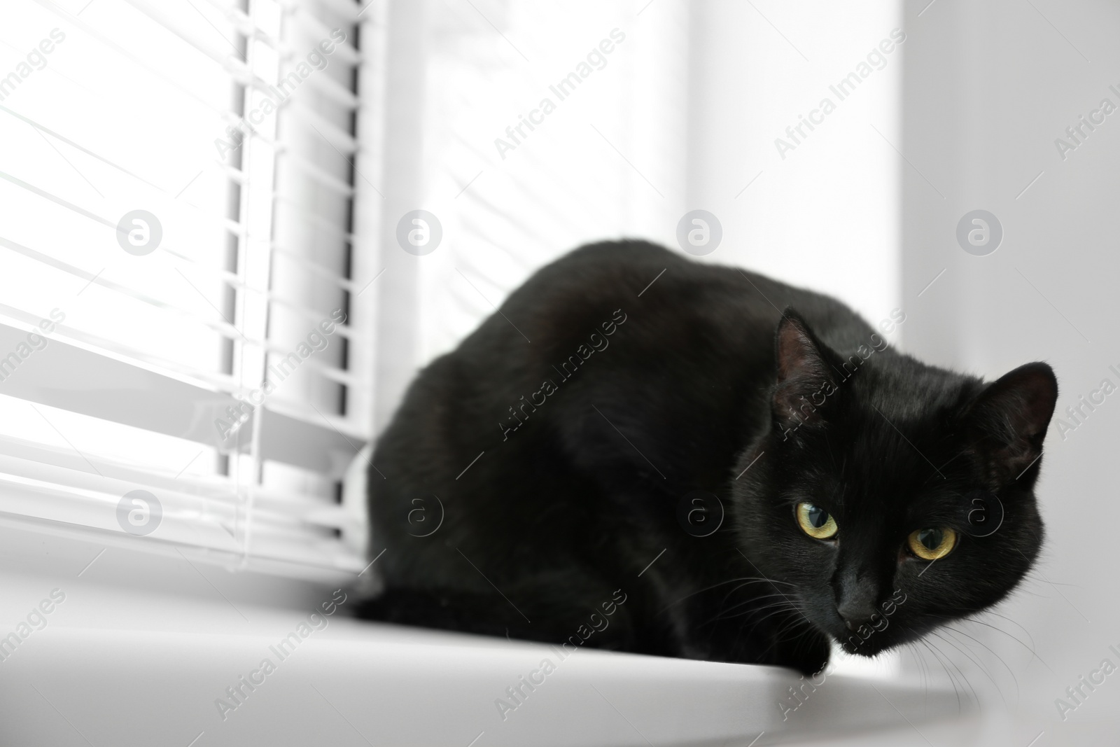 Photo of Adorable black cat near window with blinds indoors. Space for text