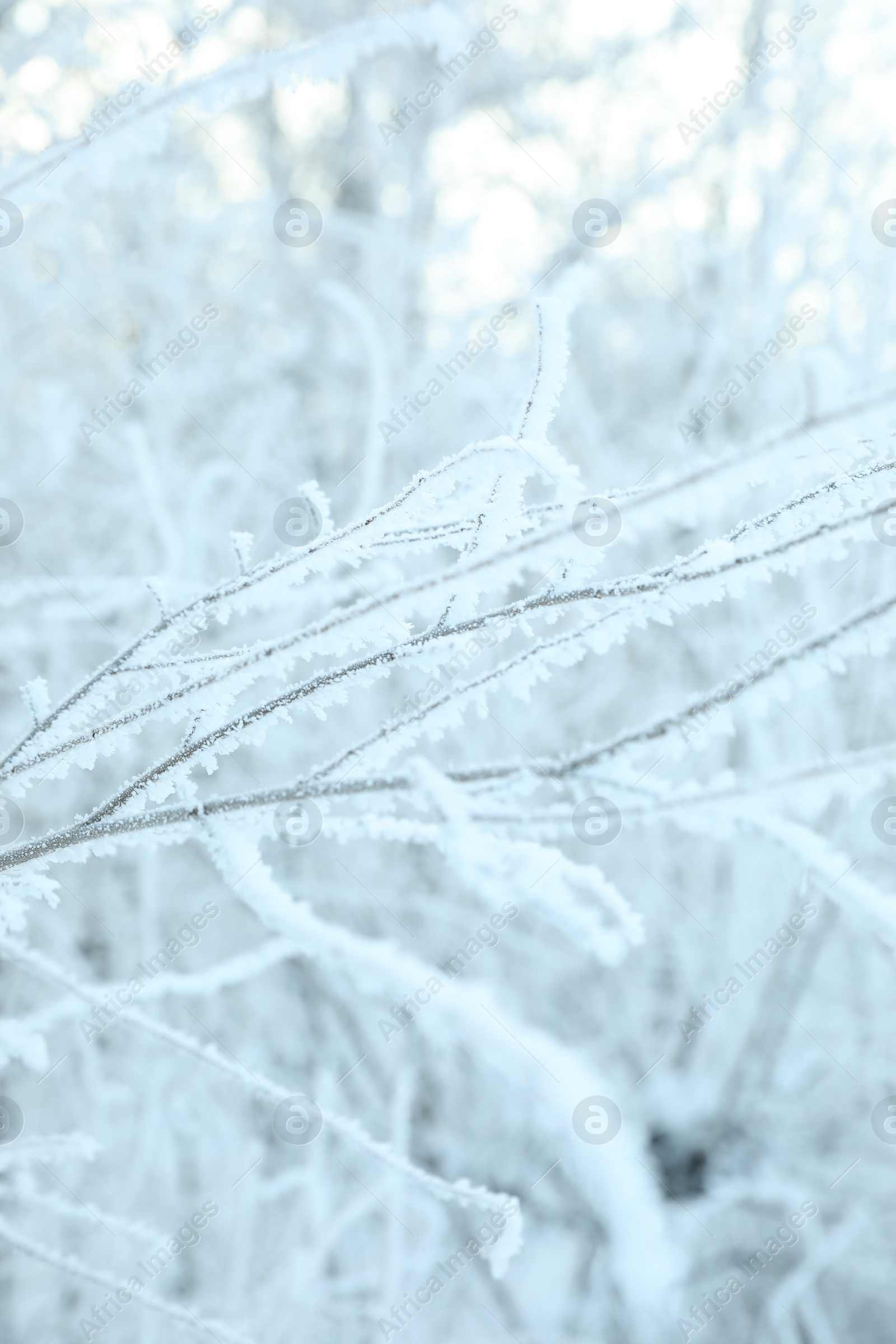 Photo of Frosty branches on blurred background, closeup. Winter season