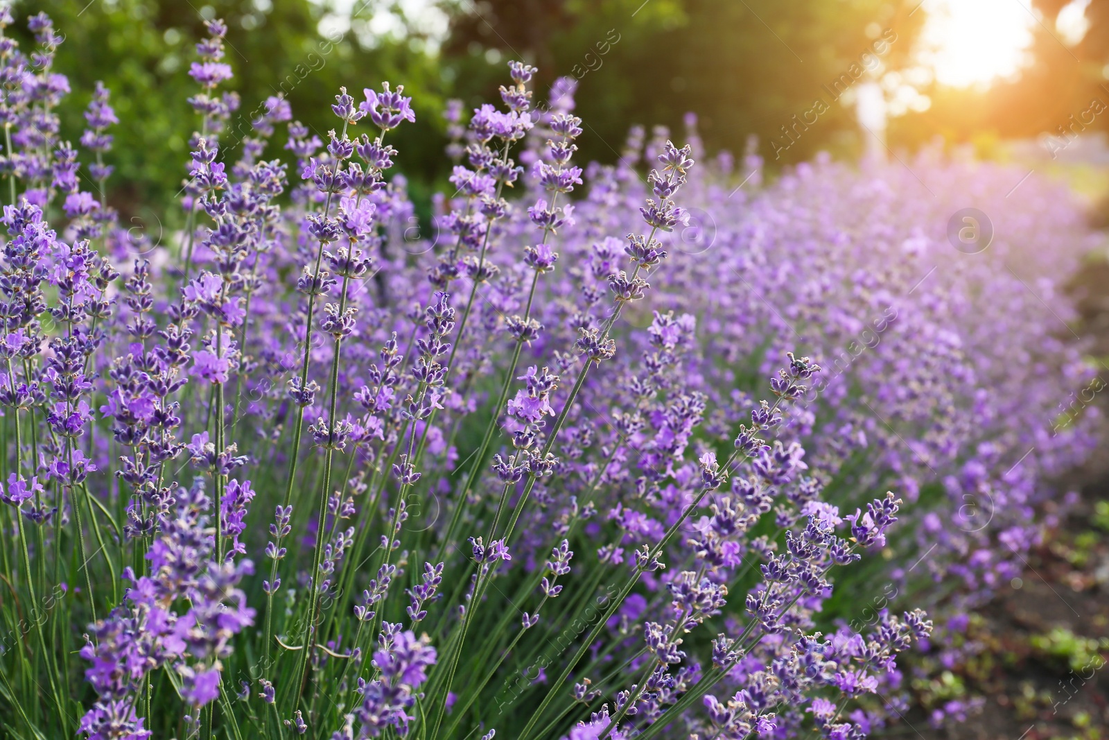 Photo of Beautiful lavender flowers growing in field, closeup