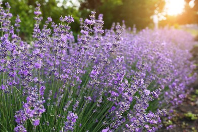 Beautiful lavender flowers growing in field, closeup