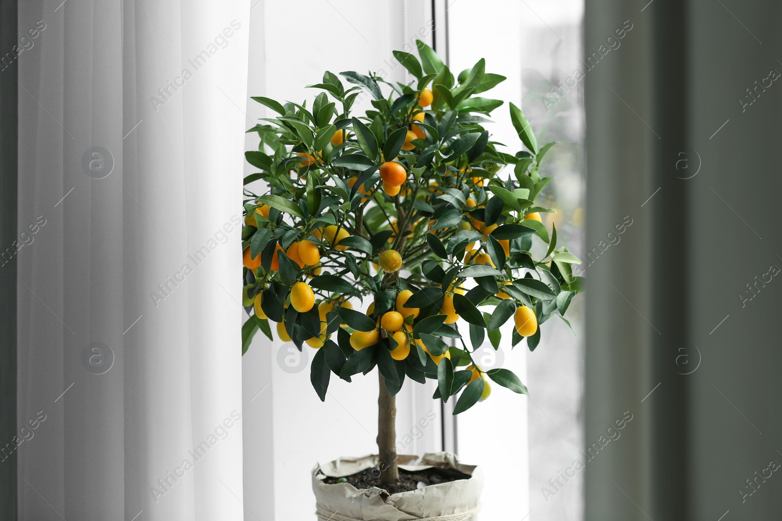 Photo of Potted kumquat tree near window indoors. Interior design