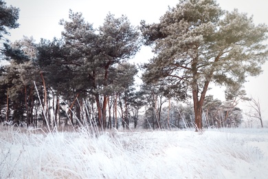 Photo of Beautiful meadow covered with hoarfrost near forest on winter morning
