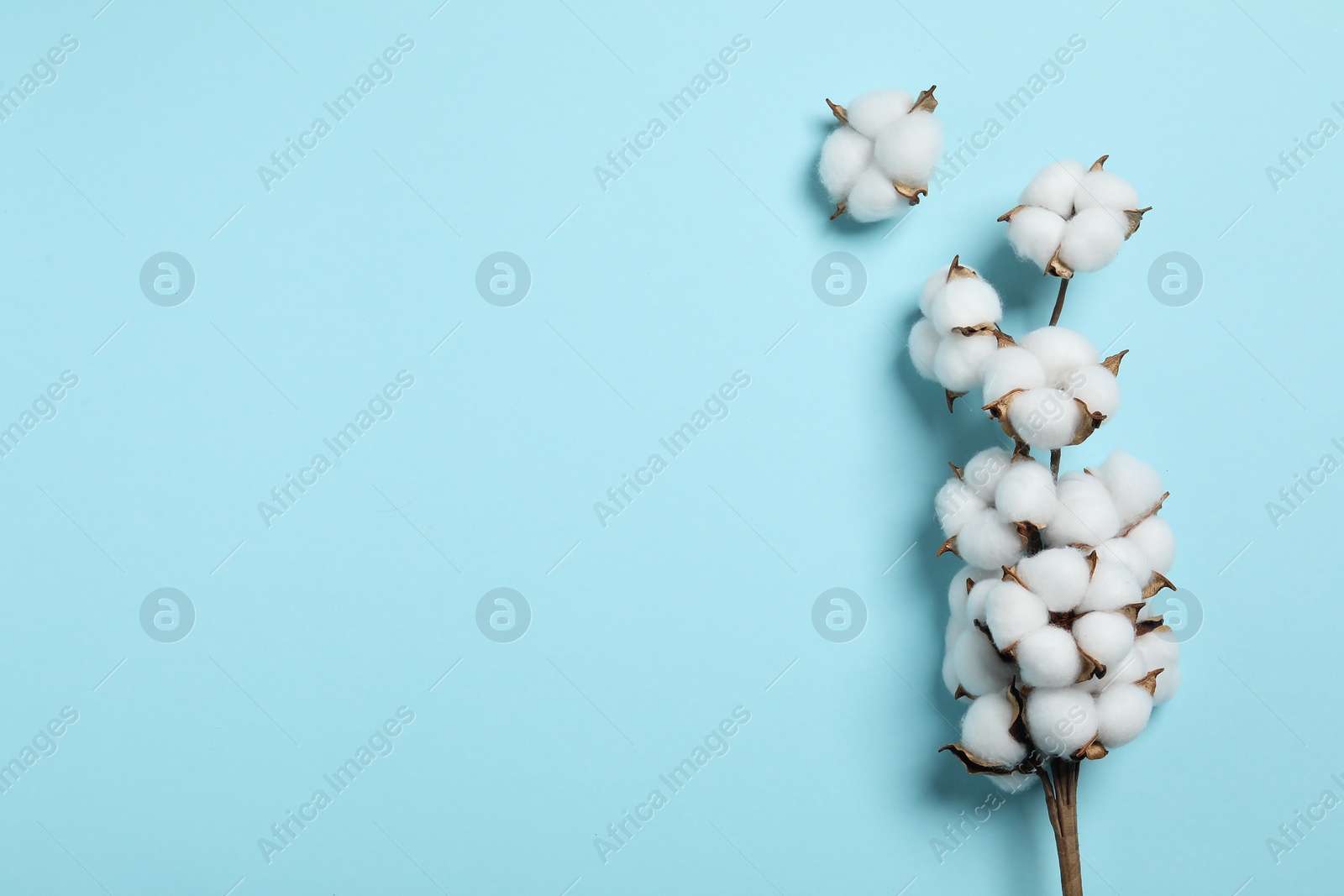 Photo of Branch with cotton flowers on light blue background, top view. Space for text