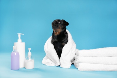 Photo of Cute black Petit Brabancon dog in towel and bath accessories on light blue background