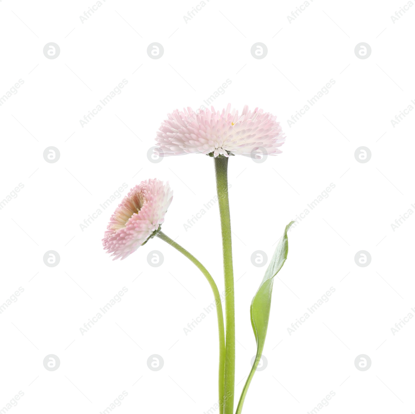 Photo of Beautiful blooming daisies against white background. Spring flowers