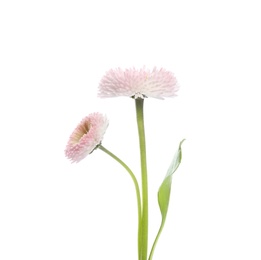 Beautiful blooming daisies against white background. Spring flowers