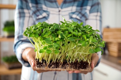 Woman holding fresh microgreen indoors, closeup of hands