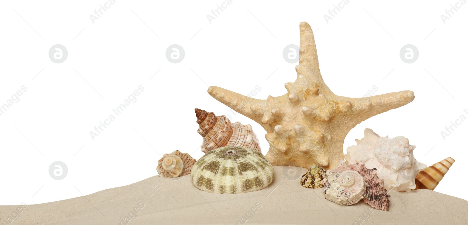 Photo of Beautiful starfish and sea shells in sand on white background