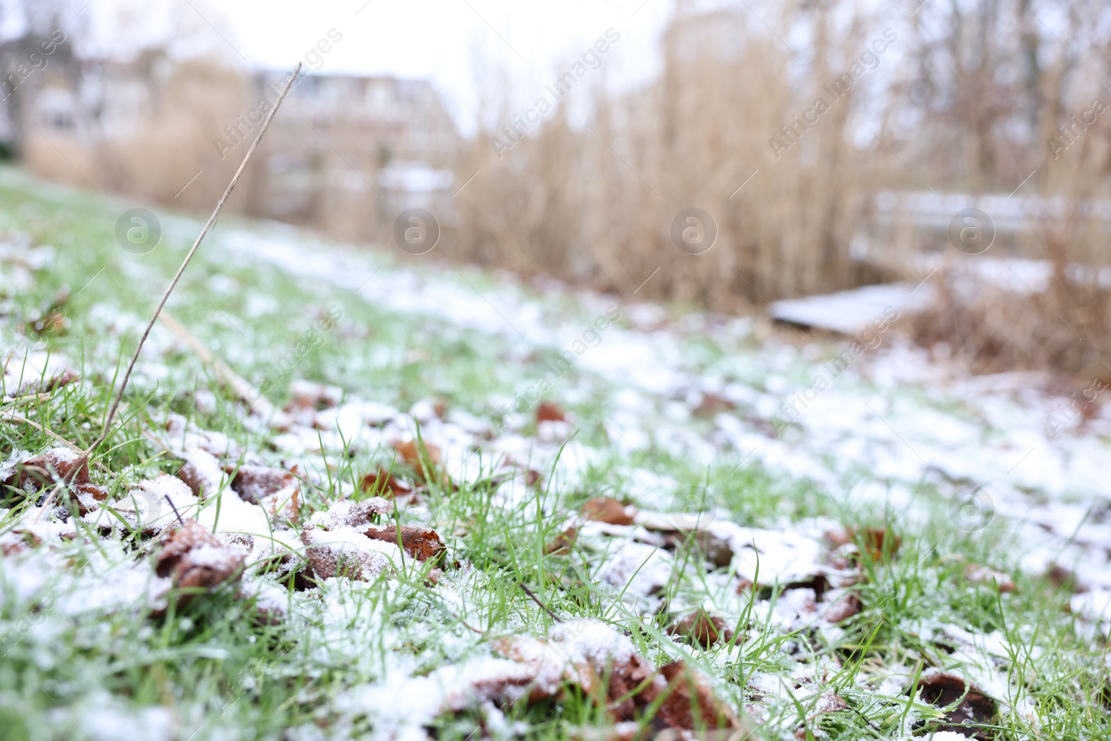 Photo of Green grass covered with snow on winter day, closeup