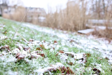 Green grass covered with snow on winter day, closeup