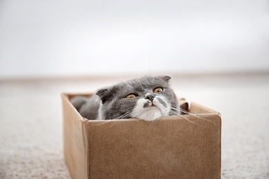 Photo of Cute cat resting in cardboard box at home