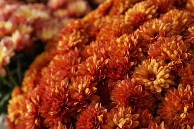 Photo of Beautiful fresh chrysanthemum flowers, closeup. Floral decor