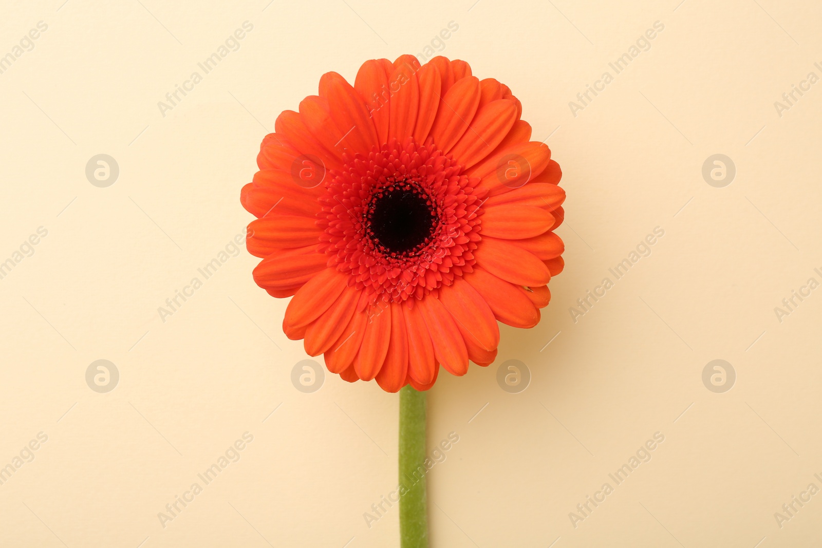 Photo of Beautiful orange gerbera flower on beige background, top view