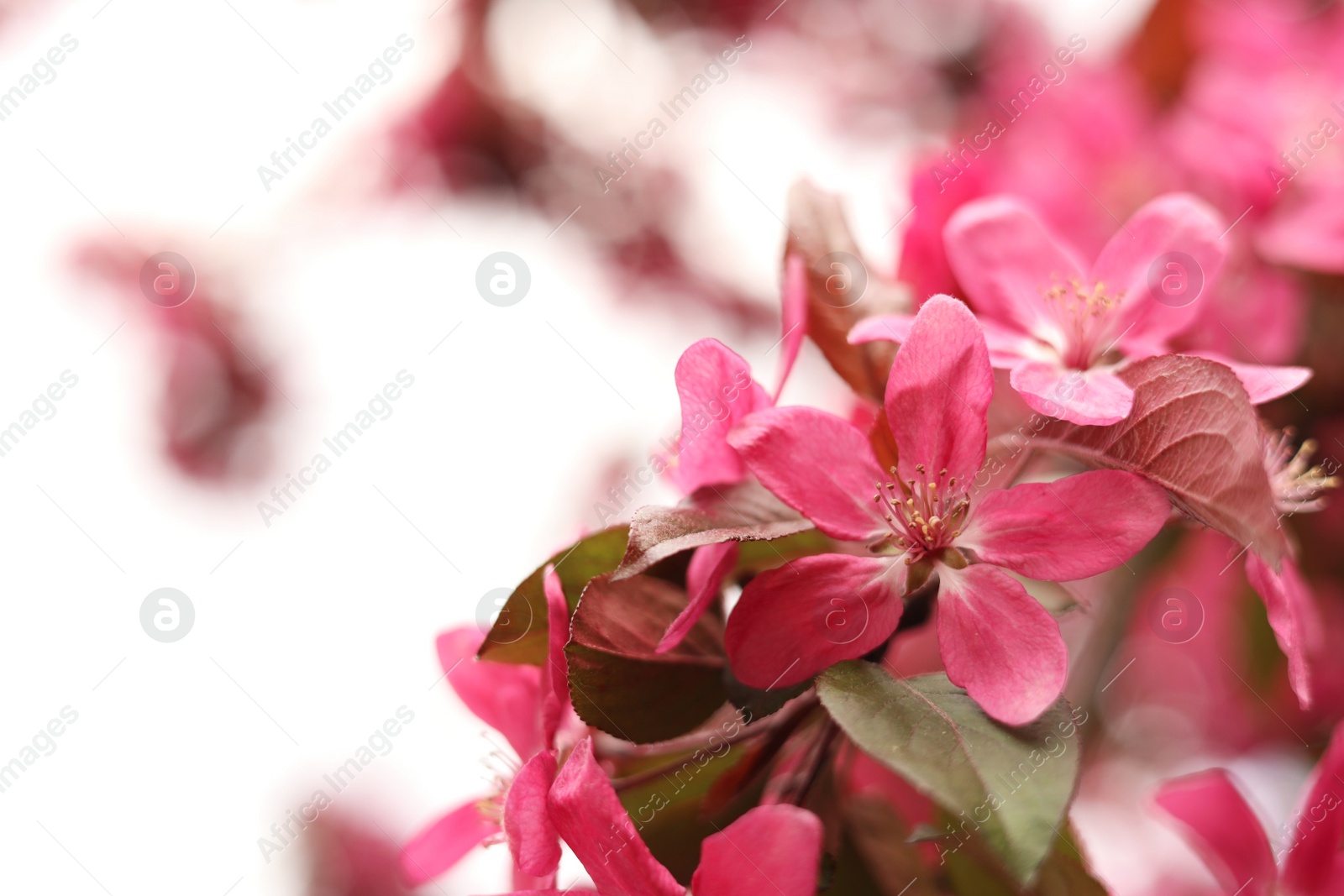 Photo of Closeup view of beautiful blossoming apple tree outdoors on spring day. Space for text