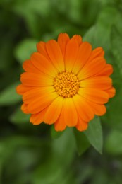 Beautiful blooming calendula flower growing outdoors, closeup