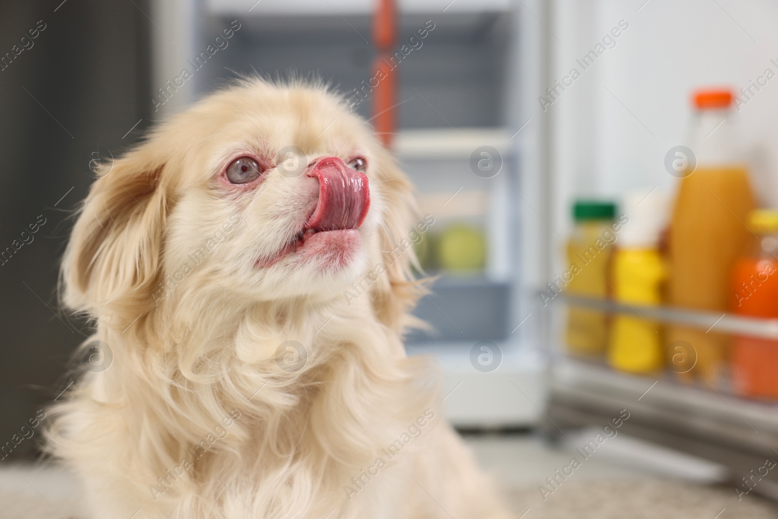 Photo of Cute Pekingese dog near open refrigerator in kitchen. Space for text