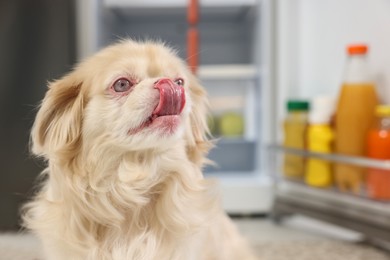 Cute Pekingese dog near open refrigerator in kitchen. Space for text