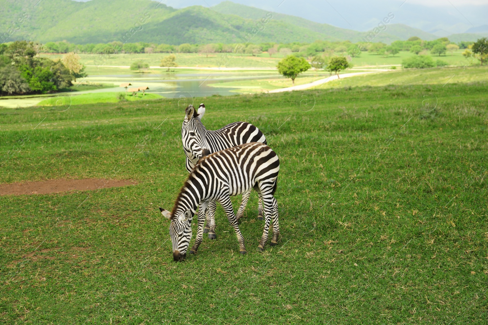 Photo of Beautiful striped African zebras in safari park