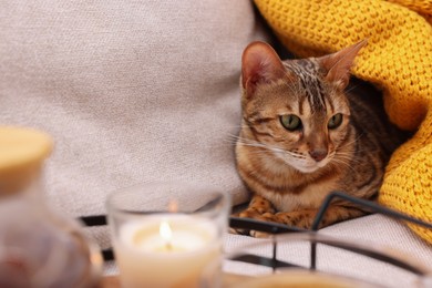 Photo of Cute Bengal cat lying near tray with tea on sofa at home. Adorable pet