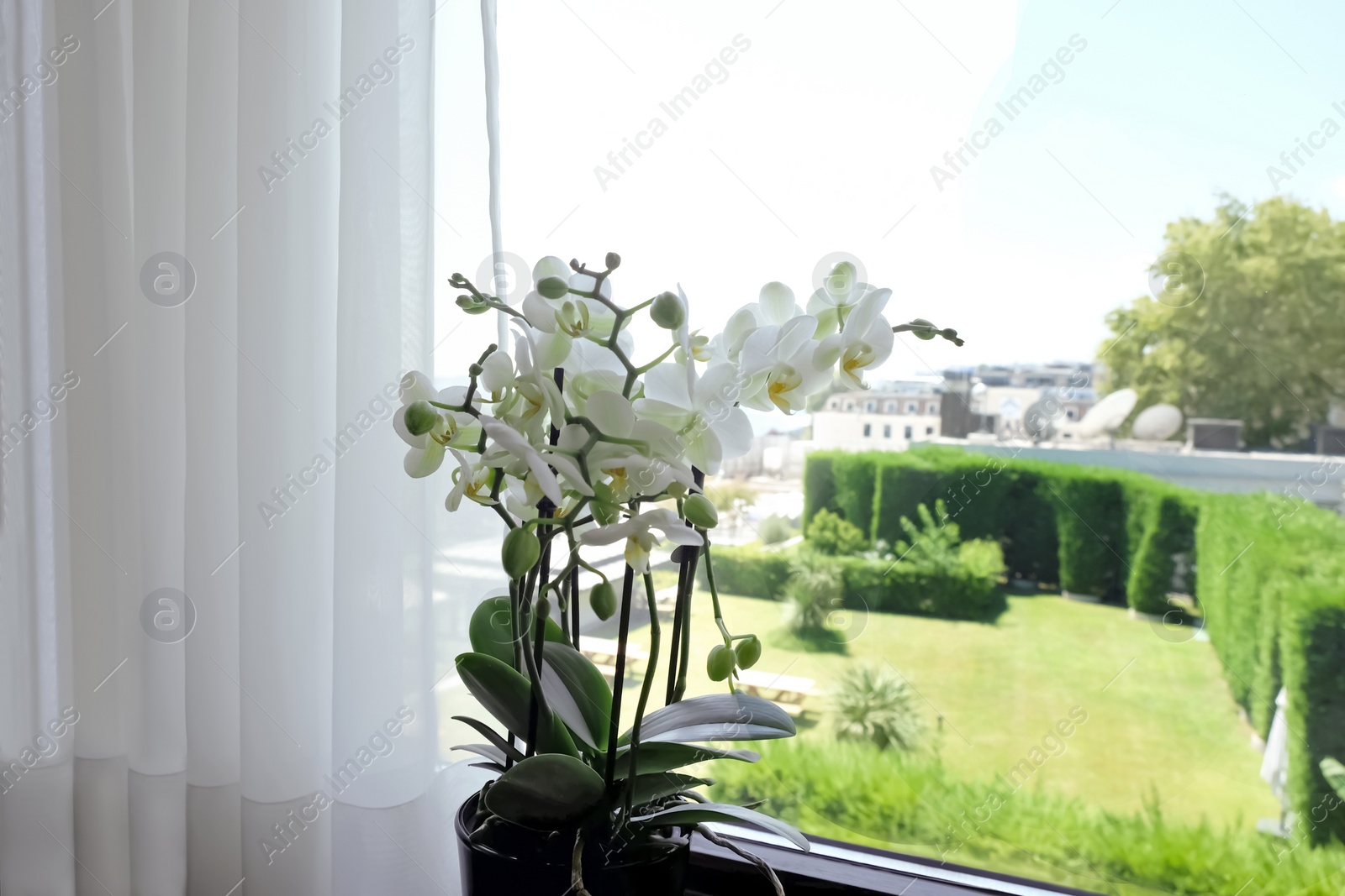 Photo of Beautiful white orchid flowers near window, indoors