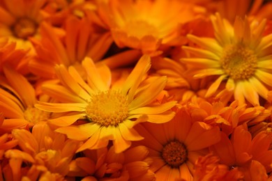 Photo of Beautiful fresh calendula flowers as background, closeup