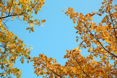 Photo of Tree branches with autumn leaves against sky. Space for text