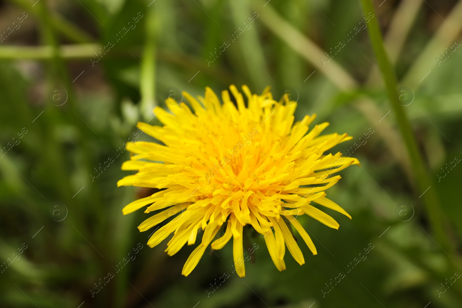 Photo of Beautiful yellow dandelion growing outdoors, closeup view