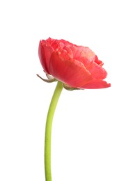 Photo of Beautiful fresh ranunculus flower isolated on white